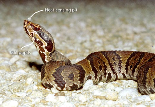 Snake labeled