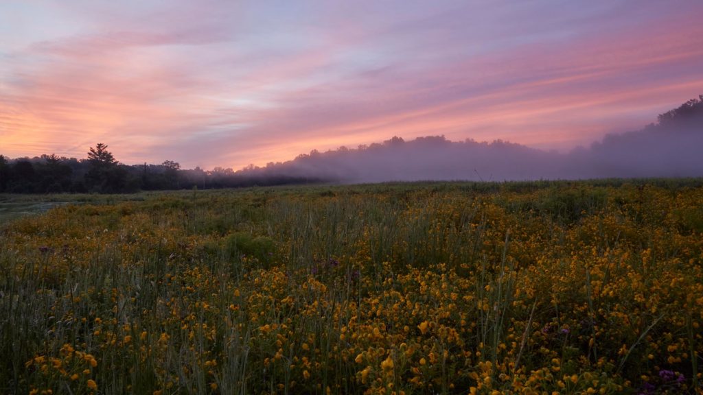 Bed of flowers and plants at sunset