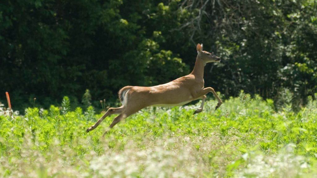 A deer gallops