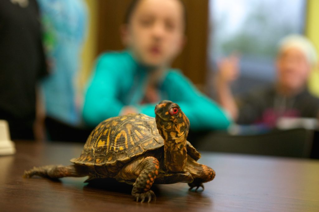 A turtle is shown to a group of young campers