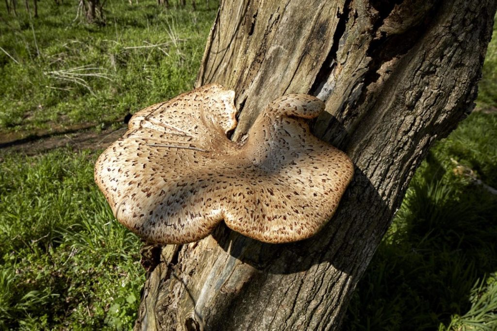 A mushroom grows on a tree