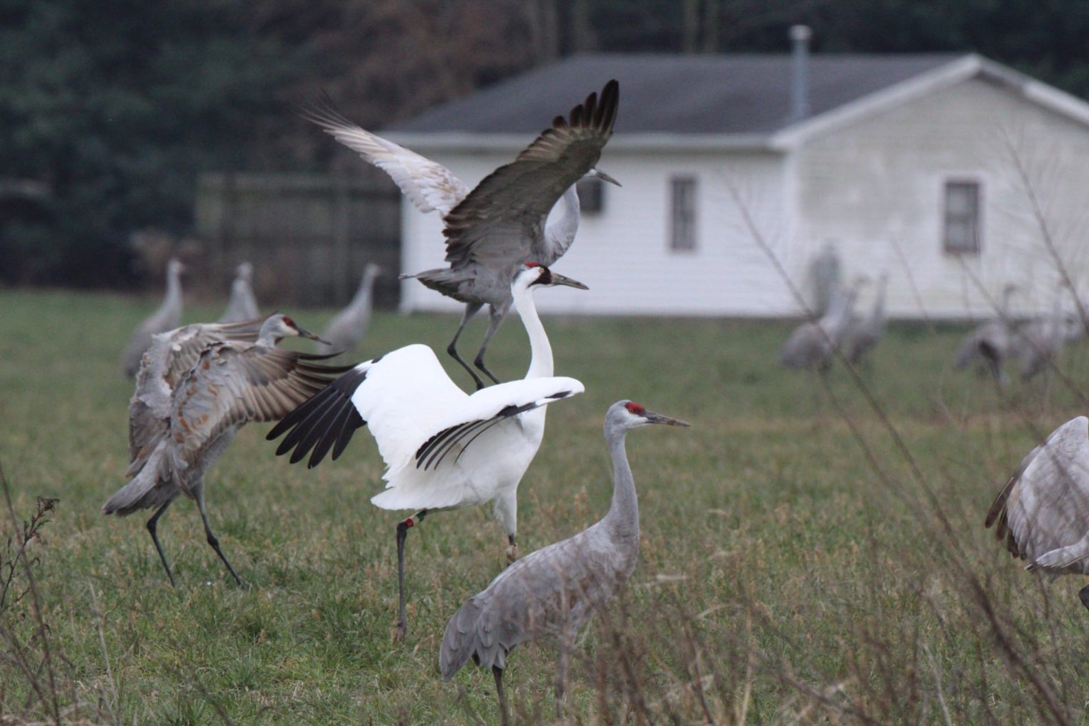 Witnessing the Whooping Crane The Parklands