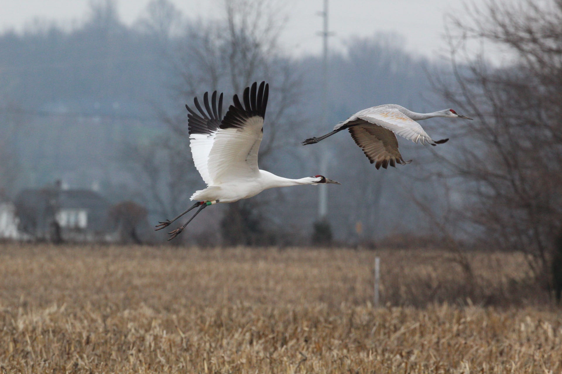 Sandhill Cranes  Montana Public Radio