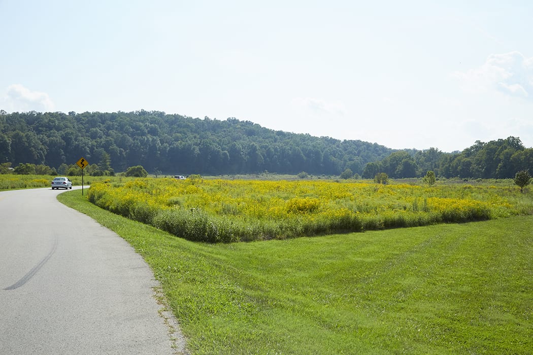 Seaton Valley Meadow Restoration The Parklands