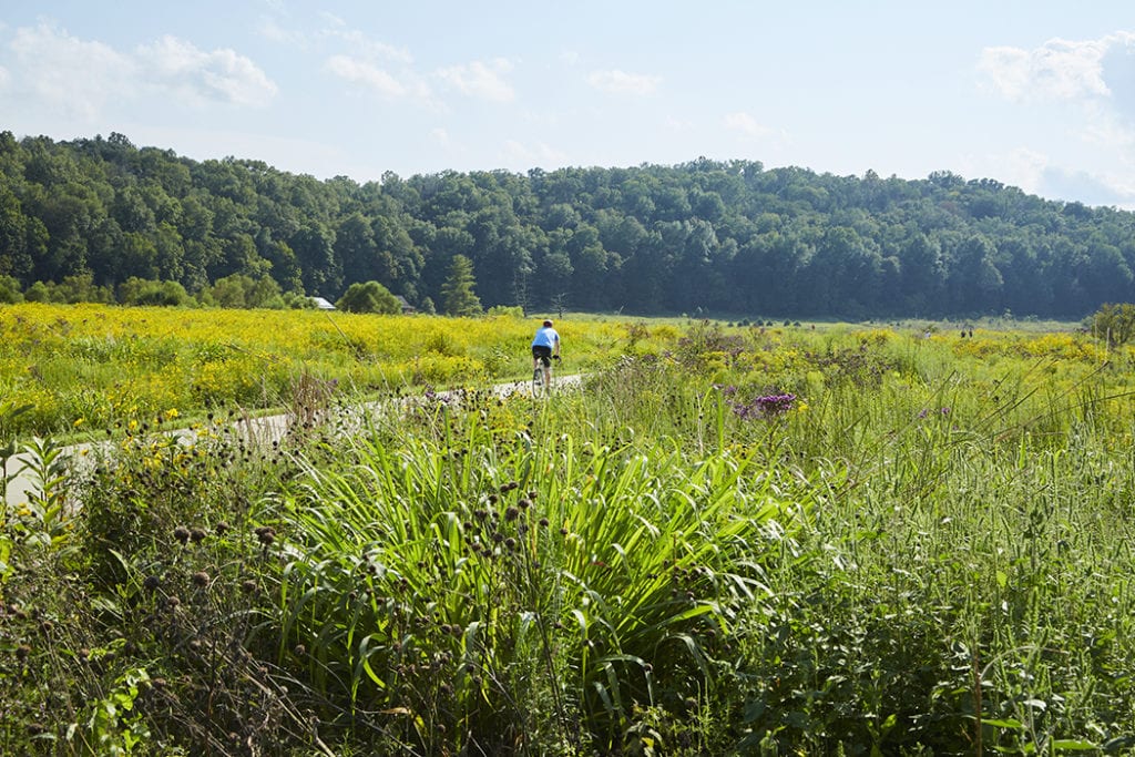 Seaton Valley Meadow Restoration The Parklands