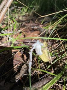 Ghost Pipe Flower