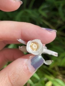 Ghost Pipe Flower 2