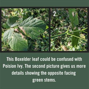 Trail ID - leaves