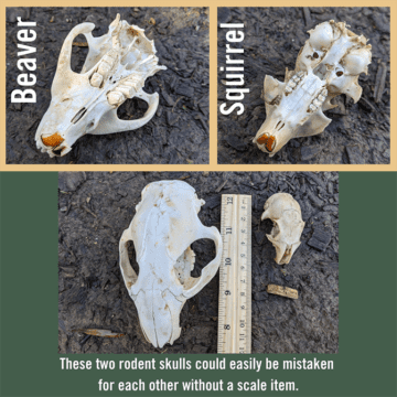 Trail ID - scale