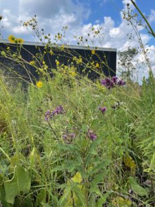 The Five Eyes of the Honeybee - Wildflower Meadows