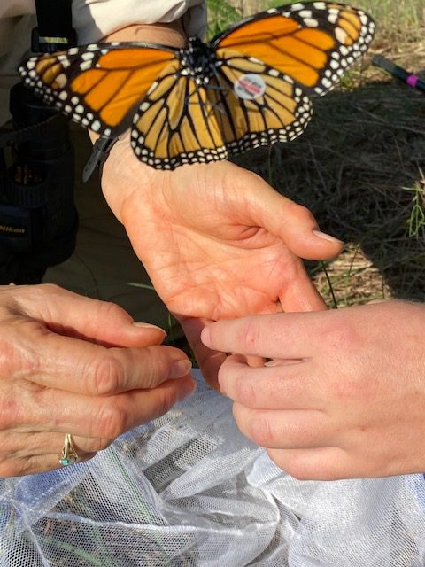 Monarch Butterfly Tagging - The Parklands