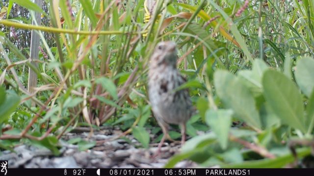 Trail Cam Bird