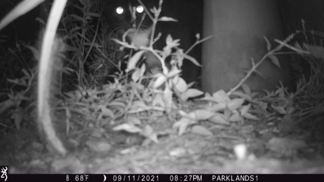 Trail Cam Cat