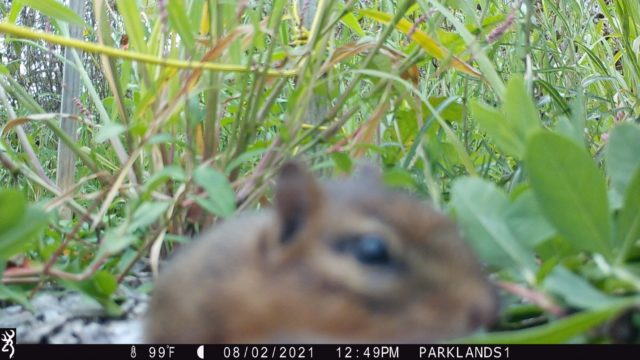 Trail Cam Chipmunk