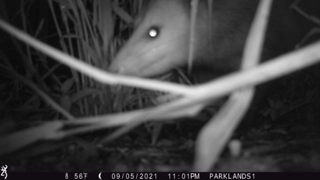 Trail Cam Opossum 2