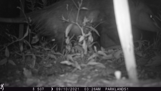 Trail Cam Opossum3