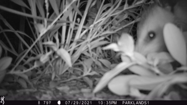 Trail Cam Opossum