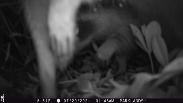 Trail Cam Raccoon 2