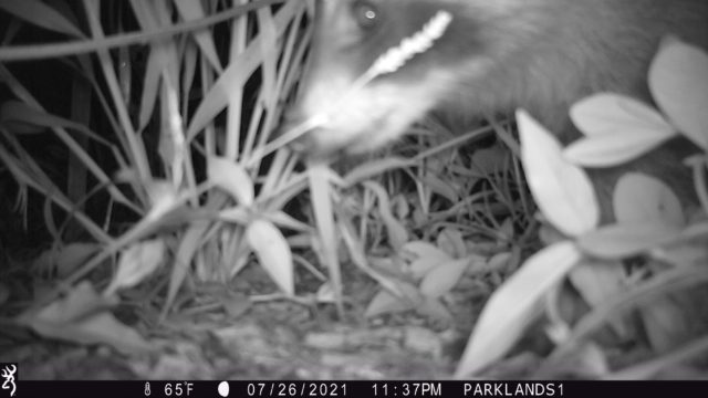 Trail Cam Raccoon