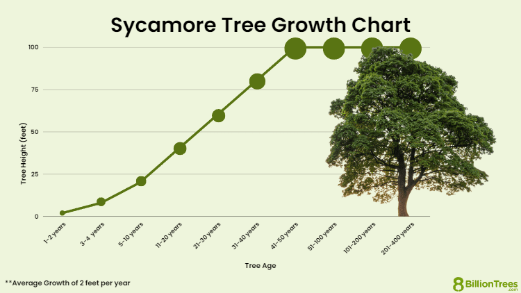 serious-about-sycamores-the-parklands