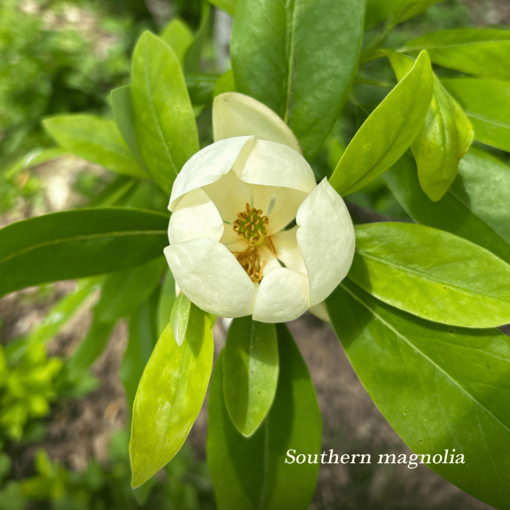 Southern magnolia