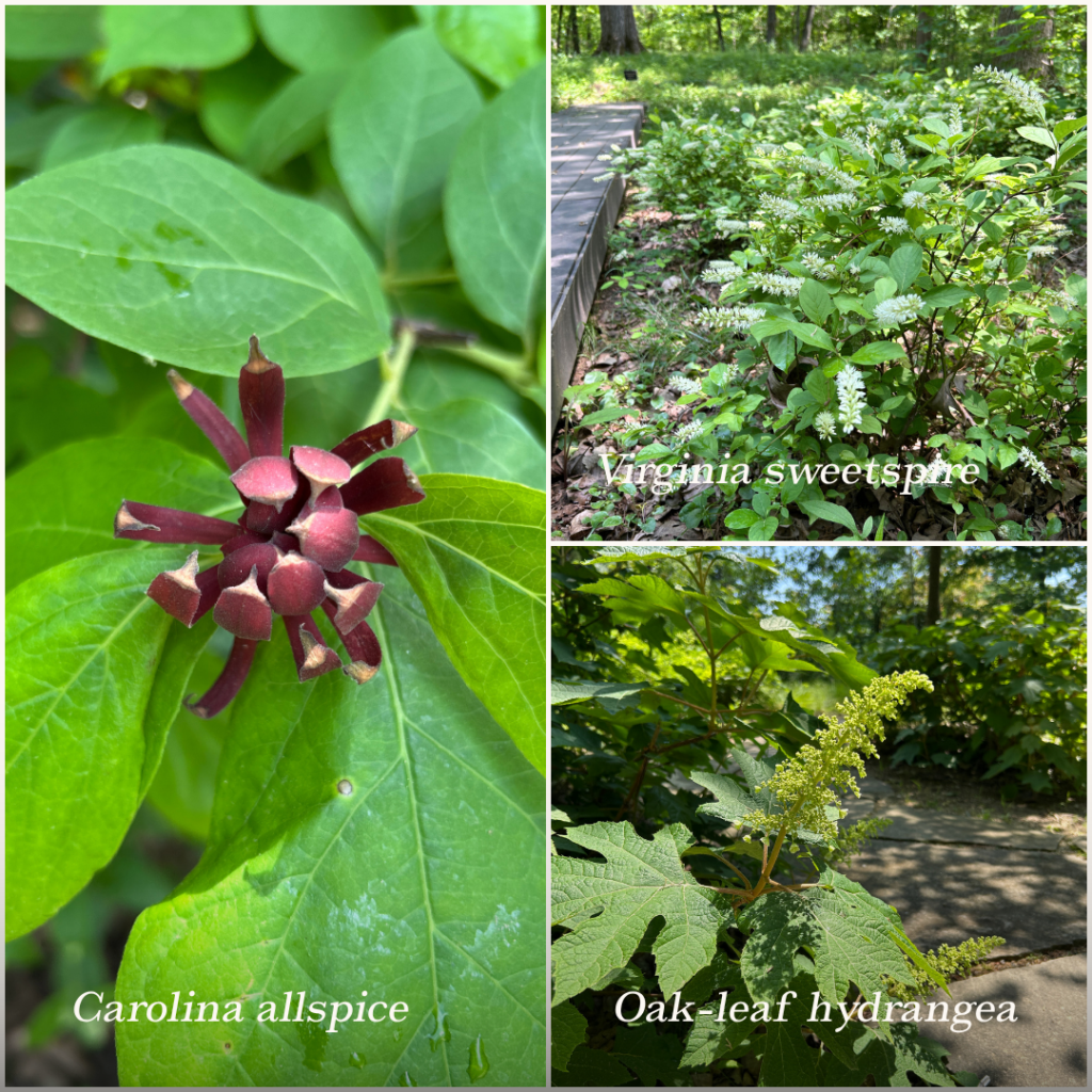 Flowering shrubs