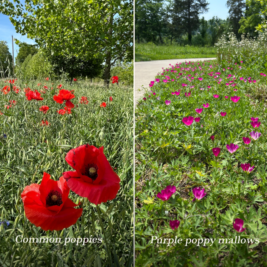 Common poppies and poppy mallows